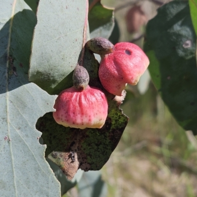 Eucalyptus insect gall at The Pinnacle - 1 Nov 2023 by sangio7