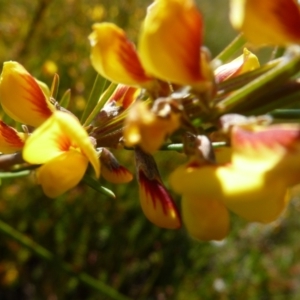 Aotus ericoides at Brunswick Heads, NSW - 16 Aug 2020