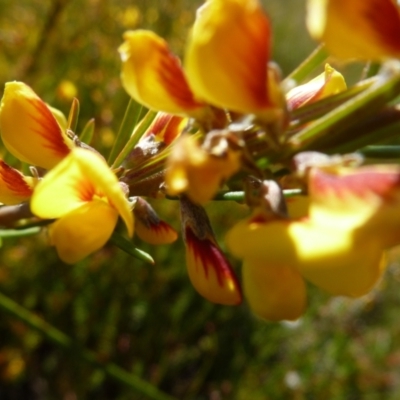 Aotus ericoides (Common Aotus) at Wallum - 16 Aug 2020 by Sanpete