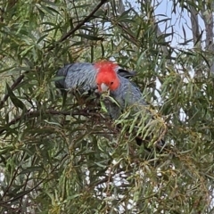 Callocephalon fimbriatum (Gang-gang Cockatoo) at The Pinnacle - 31 Oct 2023 by sangio7