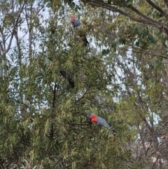 Callocephalon fimbriatum at Belconnen, ACT - 1 Nov 2023