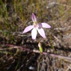 Caladenia carnea (Pink Fingers) at Wallum - 21 Aug 2021 by Sanpete