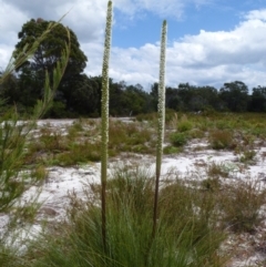 Xanthorrhoea fulva (Wallum Grasstree) at Brunswick Heads, NSW - 25 Oct 2020 by Sanpete