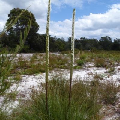 Xanthorrhoea fulva (Wallum Grasstree) at Wallum - 25 Oct 2020 by Sanpete