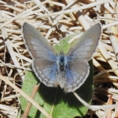 Zizina otis (Common Grass-Blue) at Tuggeranong, ACT - 2 Nov 2023 by JohnBundock