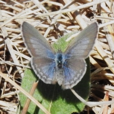 Zizina otis (Common Grass-Blue) at Bullen Range - 2 Nov 2023 by JohnBundock