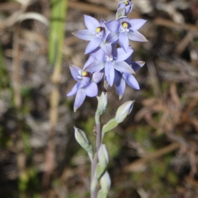 Thelymitra malvina (Mauve-tuft Sun-orchid) at Wallum - 21 Aug 2021 by Sanpete