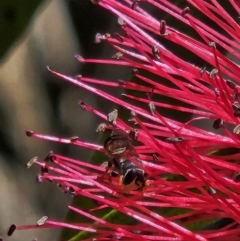 Hylaeus (Prosopisteron) littleri at Undefined Area - 2 Nov 2023 01:05 PM