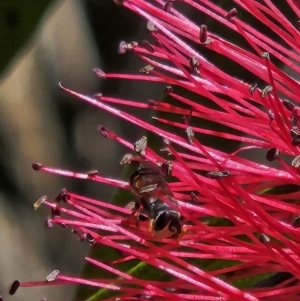 Hylaeus (Prosopisteron) littleri at Commonwealth Park (CWP) - 2 Nov 2023 01:05 PM