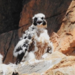 Falco peregrinus at Kambah, ACT - 2 Nov 2023