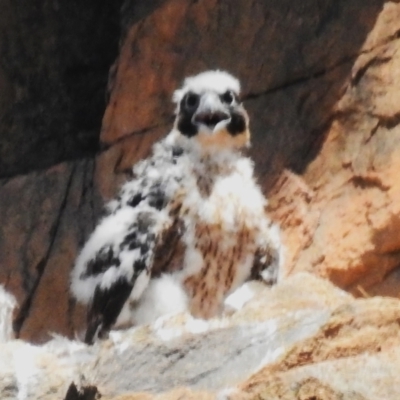 Falco peregrinus (Peregrine Falcon) at Bullen Range - 2 Nov 2023 by JohnBundock