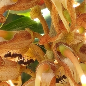 Formicidae (family) at Parkes, ACT - 2 Nov 2023