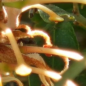 Formicidae (family) at Parkes, ACT - 2 Nov 2023