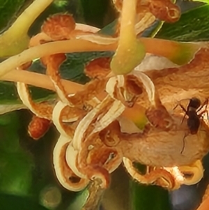 Formicidae (family) at Parkes, ACT - 2 Nov 2023