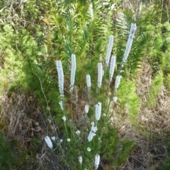 Epacris sp. (Heath) at Wallum - 21 Aug 2021 by Sanpete