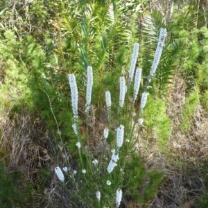 Epacris sp. at Brunswick Heads, NSW - 21 Aug 2021