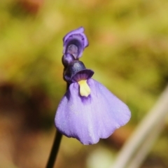 Utricularia dichotoma (Fairy Aprons, Purple Bladderwort) at Tuggeranong, ACT - 2 Nov 2023 by JohnBundock