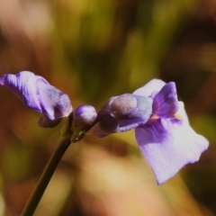 Utricularia dichotoma at Tuggeranong, ACT - 2 Nov 2023