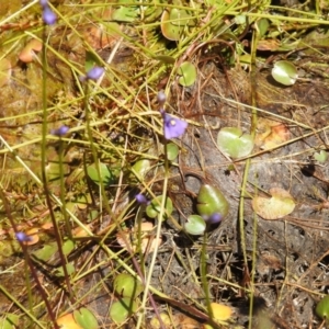 Utricularia dichotoma at Tuggeranong, ACT - 2 Nov 2023