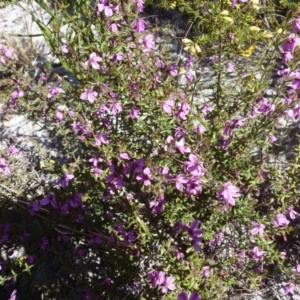 Tetratheca thymifolia at Brunswick Heads, NSW - 21 Aug 2021 12:28 PM