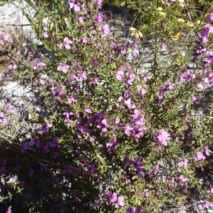 Tetratheca thymifolia at Brunswick Heads, NSW - 21 Aug 2021