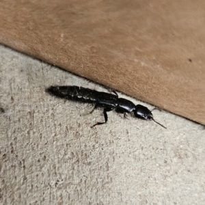 Thyreocephalus sp. (genus) at Braidwood, NSW - 2 Nov 2023