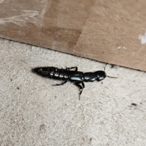 Thyreocephalus sp. (genus) at Braidwood, NSW - 2 Nov 2023