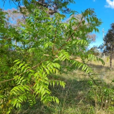 Pistacia chinensis (Chinese Pistachio) at Farrer, ACT - 2 Nov 2023 by Mike