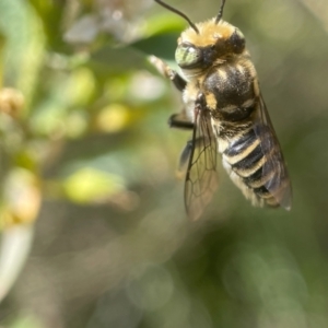 Megachile (Eutricharaea) macularis at Capital Hill, ACT - 2 Nov 2023