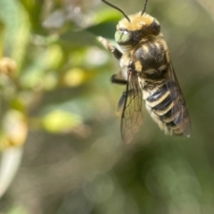 Megachile (Eutricharaea) macularis (Leafcutter bee, Megachilid bee) at Capital Hill, ACT - 2 Nov 2023 by PeterA