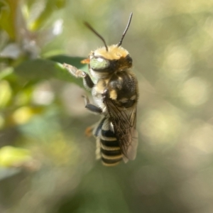 Megachile (Eutricharaea) macularis at Capital Hill, ACT - 2 Nov 2023