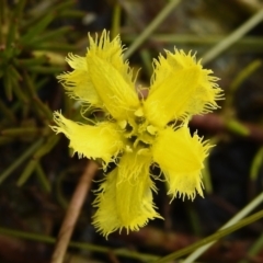 Nymphoides sp. (A Marshwort) at Tuggeranong, ACT - 2 Nov 2023 by JohnBundock