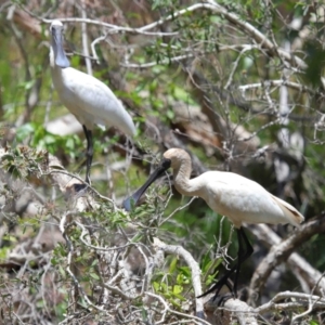 Platalea regia at Capalaba, QLD - 2 Nov 2023 11:13 AM