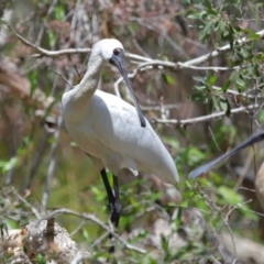 Platalea regia at Capalaba, QLD - 2 Nov 2023 11:13 AM