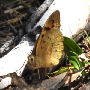 Heteronympha merope at Tuggeranong, ACT - 2 Nov 2023