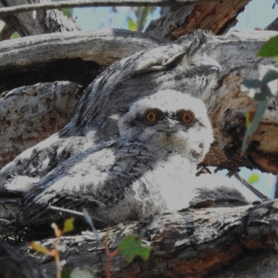 Podargus strigoides (Tawny Frogmouth) at Kambah Pool - 2 Nov 2023 by JohnBundock