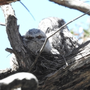 Podargus strigoides at Kambah, ACT - 2 Nov 2023