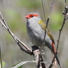 Neochmia temporalis (Red-browed Finch) at Tuggeranong, ACT - 2 Nov 2023 by JohnBundock