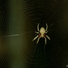 Unidentified Spider (Araneae) at Wallum - 24 Oct 2023 by LockyC