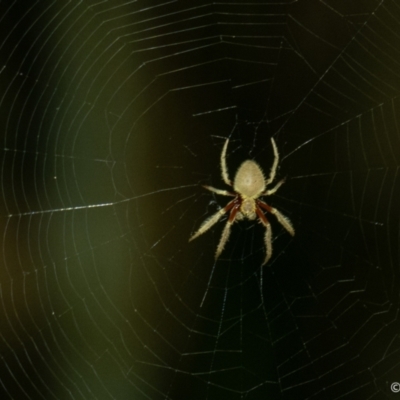 Unidentified Spider (Araneae) at Wallum - 24 Oct 2023 by LockyC