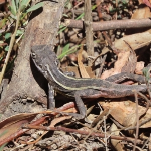 Diporiphora nobbi at Tuggeranong, ACT - 2 Nov 2023 11:09 AM