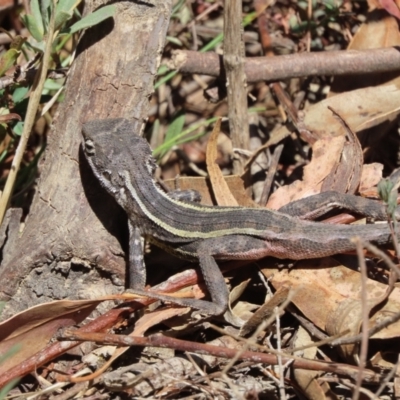 Diporiphora nobbi at Tuggeranong, ACT - 2 Nov 2023 by SandraH