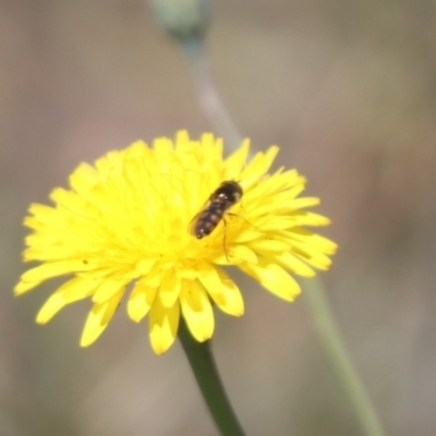 Syrphini sp. (tribe) (Unidentified syrphine hover fly) at Mulanggari NR (MUL_11) - 1 Nov 2023 by HappyWanderer