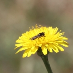 Syrphini (tribe) at Gungahlin, ACT - 1 Nov 2023 11:49 AM