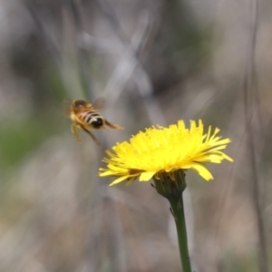 Apis mellifera at Gungahlin, ACT - 1 Nov 2023