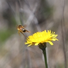 Apis mellifera (European honey bee) at Gungahlin, ACT - 1 Nov 2023 by HappyWanderer