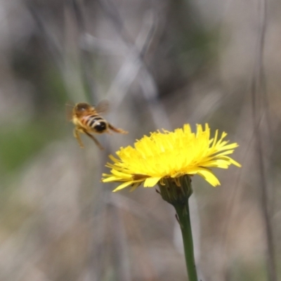 Apis mellifera (European honey bee) at Mulanggari NR (MUL_11) - 1 Nov 2023 by HappyWanderer