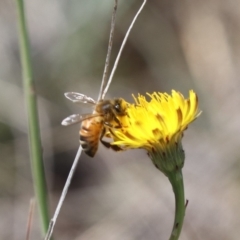 Apis mellifera at Gungahlin, ACT - 1 Nov 2023