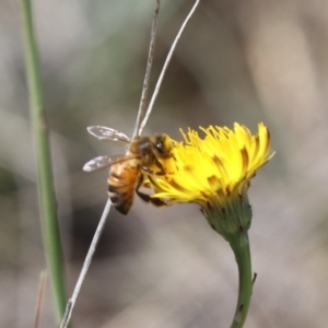 Apis mellifera at Gungahlin, ACT - 1 Nov 2023