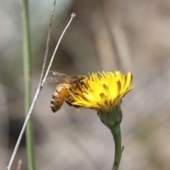 Apis mellifera at Gungahlin, ACT - 1 Nov 2023